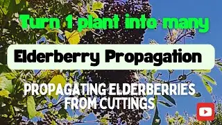 Elderberry Propagation - Propagating Elderberries from Cuttings with Lots of Elderberry Growing Tips