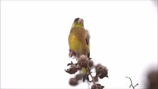 金翅雀 Grey-capped Greenfinch