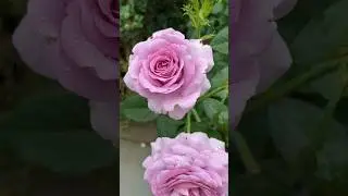 Purple rose is so beautiful in the rain, the Violet&rsquo;s Pride Rose #rose #purpleroses #nature