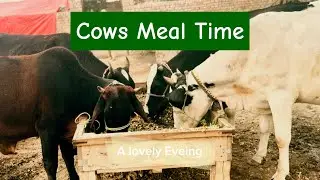 Cows Eating Grass🐄🐮#cowvideos #cow #viralvideo #viral_video #cowseatinggrass #villagelife #cowfarm