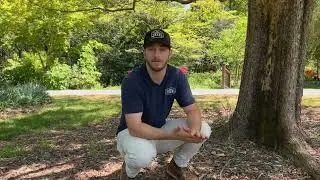 Spring Soil Care: Simple Steps for Stronger, Happier Trees
