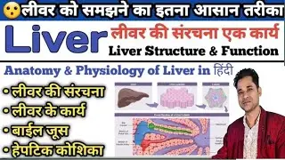 Liver| Small Intestine | Anatomy and Physiology | Digestive System | Digestion |बड़ी आत