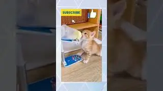 anak kucing kucing anggora lucu dan imut bikin gemes🥰#shorts #anakkucinganggora