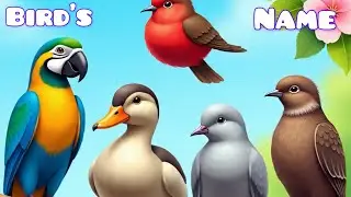 Birds Name| பறவைகளின் பெயர்கள்| Learn Birds Name in Tamil and English for kids