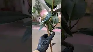 Пышный фикус