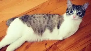 Cat with Two Legs Hops Like a Bunny, Doesn't Let Disability Slow Her Down