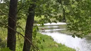 Deer crossing Bantam River Litchfield, Connecticut White Memorial Conservation Center