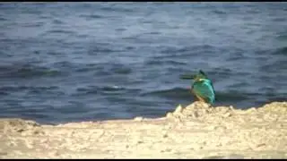 IJsvogel - Kingfisher