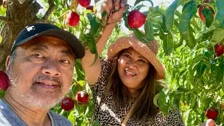 Cherry Picking at Brentwood