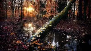 Relax Autumn Music in Forest 🍂🌲 Peaceful Fall Ambience for Calm, Focus & Stress Relief | 4K
