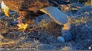 AEF NEFL Eagles ~HILARIOUS! BEAU KNOCKS NE31 OVER WITH HIS TAIL FEATHERS! SLOMO! Gabby Feeds 1.25.25