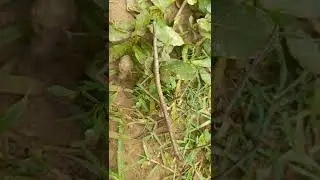 Titan stick insect