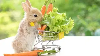 Cute Rabbit - Baby Rabbit and Funny Rabbit 2023 | Dww Animals