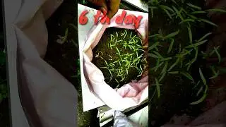 carrot plant seedlings in grow bags|carrot seed germination|
