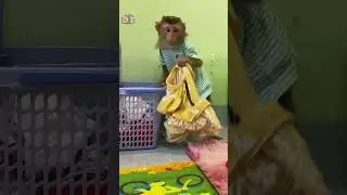 LyLy Monkey knows how to put clothes in the basket #shorts #monkey #monkeyLyly #smartmonkey #cute