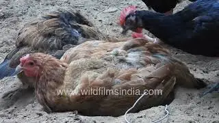 Brooding and egg-laying behaviour of Lohmann Brown chickens