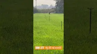 DBW 377 गेंहू को नई किस्म  :- 2 january 2026 #agriculture #farming #kisan #vlog