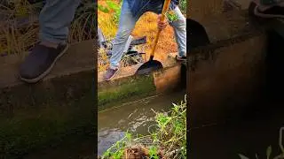 Removing Moss, Debris, and Surface Cleaning Tools: Garden Cleaning Flat Shovel