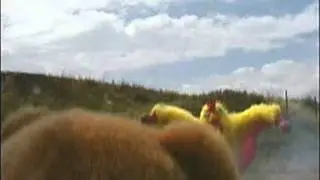 Grumly - L'ours qui n'aime pas les poulets.
