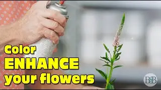 Color Enhance Your Flowers! | Episode 5 of Two Minute Tuesdays with Blossoms and Bourbon