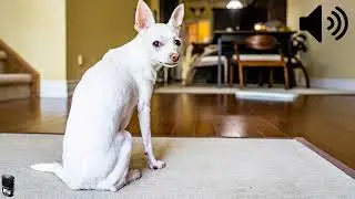 Dog Whining Sound Effect (Royalty Free)