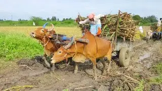 Girl Bullock Cart Ride | Bullock Cart Heavy Load Mud Ride
