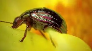Rosemary beetle (Chrysolina americana)