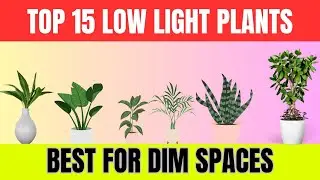 Top 15 Healthiest Low light Indoor Plants | Air Purifying Plants List