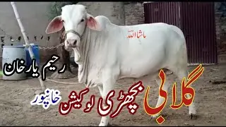 Nukra Gulabi Cow For Sale in Pakistan,#contact ILyas Ali 03493555721#cattle #animals #cowmandi