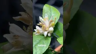 Meyer Lemon Tree Update !
