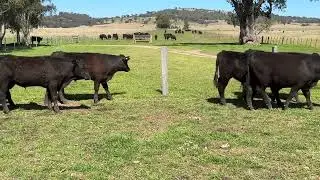 Bickham Steers