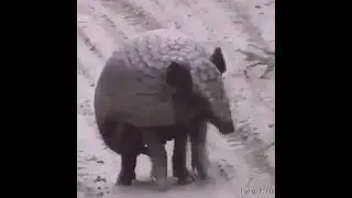 Tolypeutes