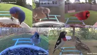 Birdfy - Bird Feeder with a Camera Built in