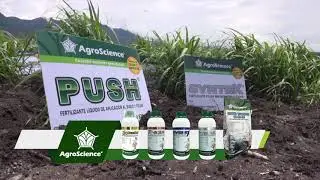 AgroScience | Paquete de Arranque en Caña RD 7511