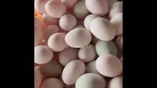 How to Raise Ducks for Eggs and Meat at Home | Duck Farming & A Day on the Farm