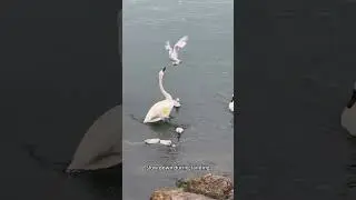 Swans can fly at 80 km/h but become fierce protectors when guarding their young.