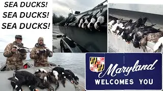 LAYOUT HUNTING SEA DUCKS, FULL LIMITS