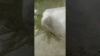 Tilapia fingerlings transfer to pond