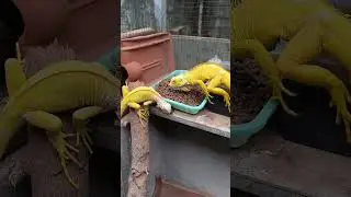 Albino Iguana | Makan Pelet #ytshorts #shorts #reptile