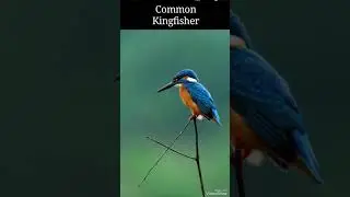 Kingfishers of India