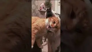 The meow squad