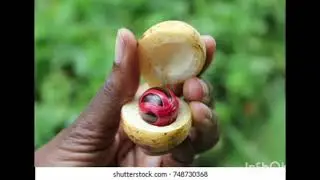 Weird exotic fruits you never knew they existed