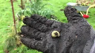 No-Dig k&oslash;kkenhave. Vinterklarg&oslash;ring - Del 1