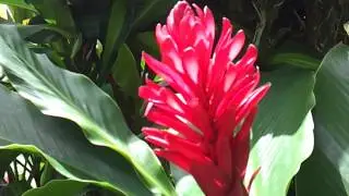 Torch Ginger flower in Maui, Hawaii [March 23, 2012 11:46]