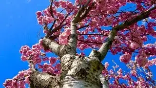 Beautiful Colors Of Spring | Blooming Flowers | UHD 4K
