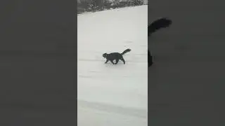 Last #dog + #cat #short #walk of #2025 #cute #shorts #shortvideo #shortsfeed #fun #2025shorts