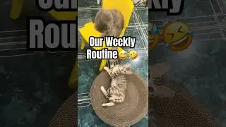 SILLY WEEK 🤣🐈 #shorts #cats #catlovers #kitten #pets