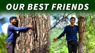 चीड़ के पेड़ के फायदे | Pine Tree Benefits | Rahul Kharkwal