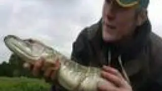 Britain in Cold Blood - The Pike