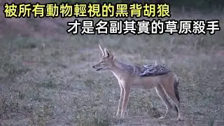 被所有動物輕視的黑背胡狼，才是名副其實的草原殺手，它體型最小，卻把整個稀樹草原耍得團團轉#野生动物零距离 #胡狼#狮子#鬣狗#非洲大草原